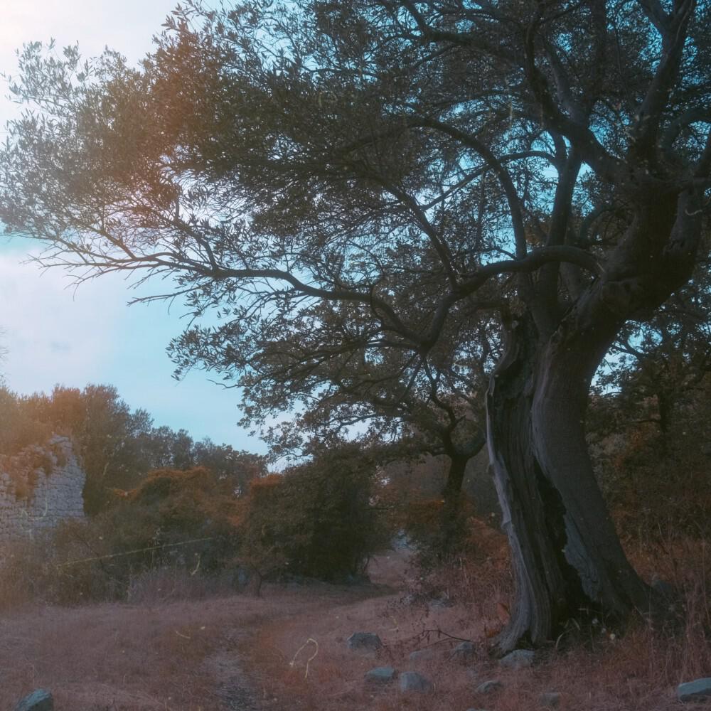 Релиз La vita degli alberi