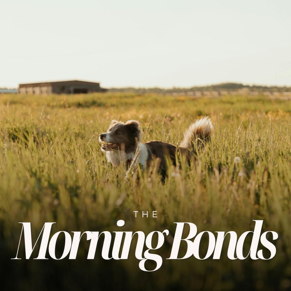 Релиз Morning Bonds