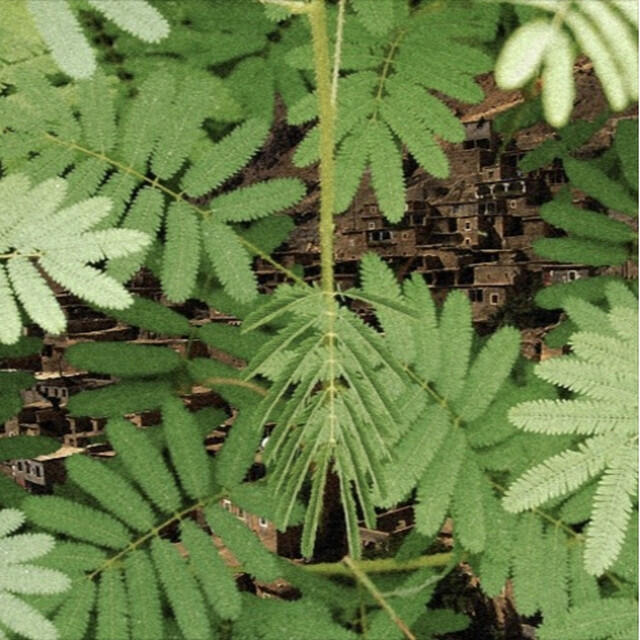 Релиз The City Under the Plants