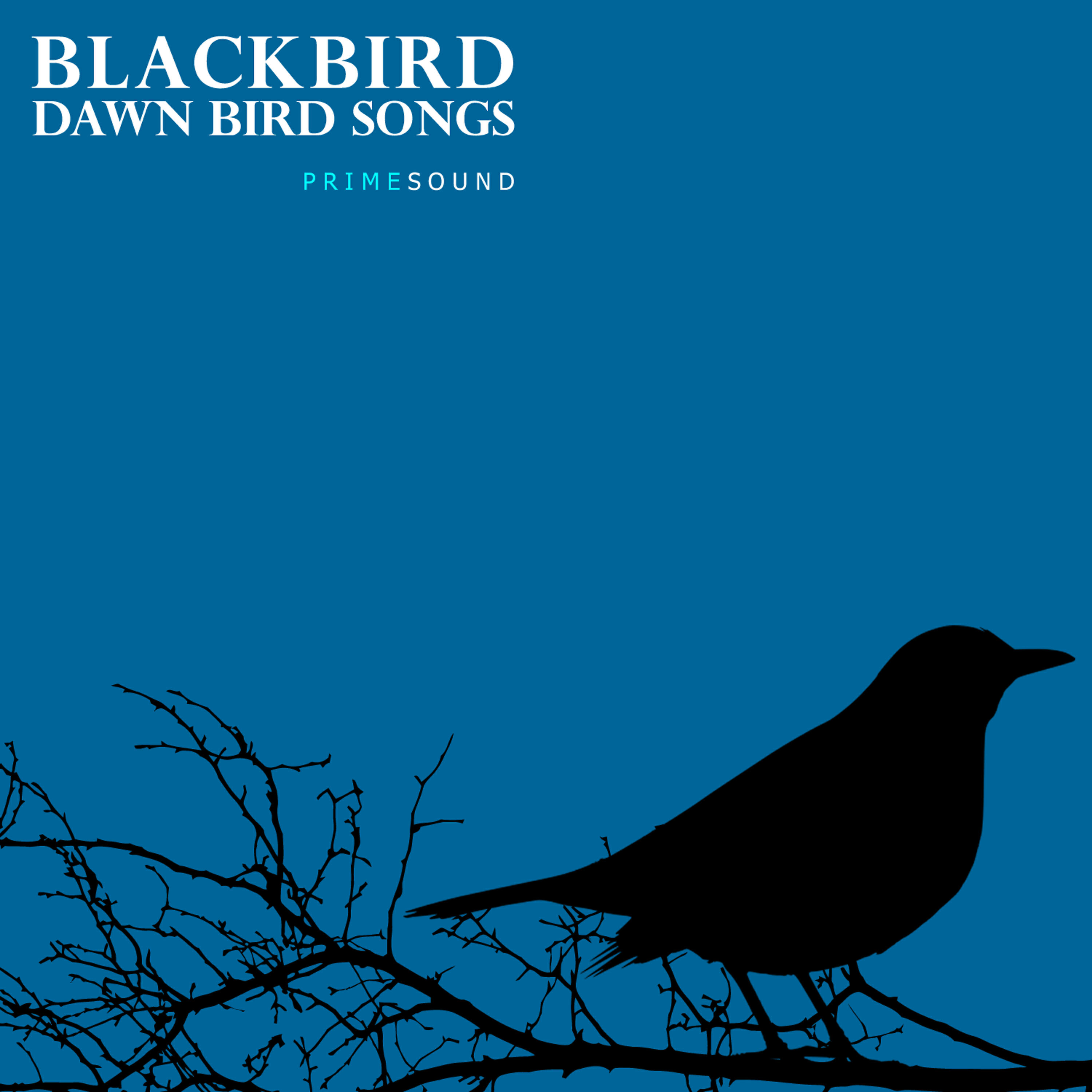 Релиз Blackbird Dawn Bird Songs
