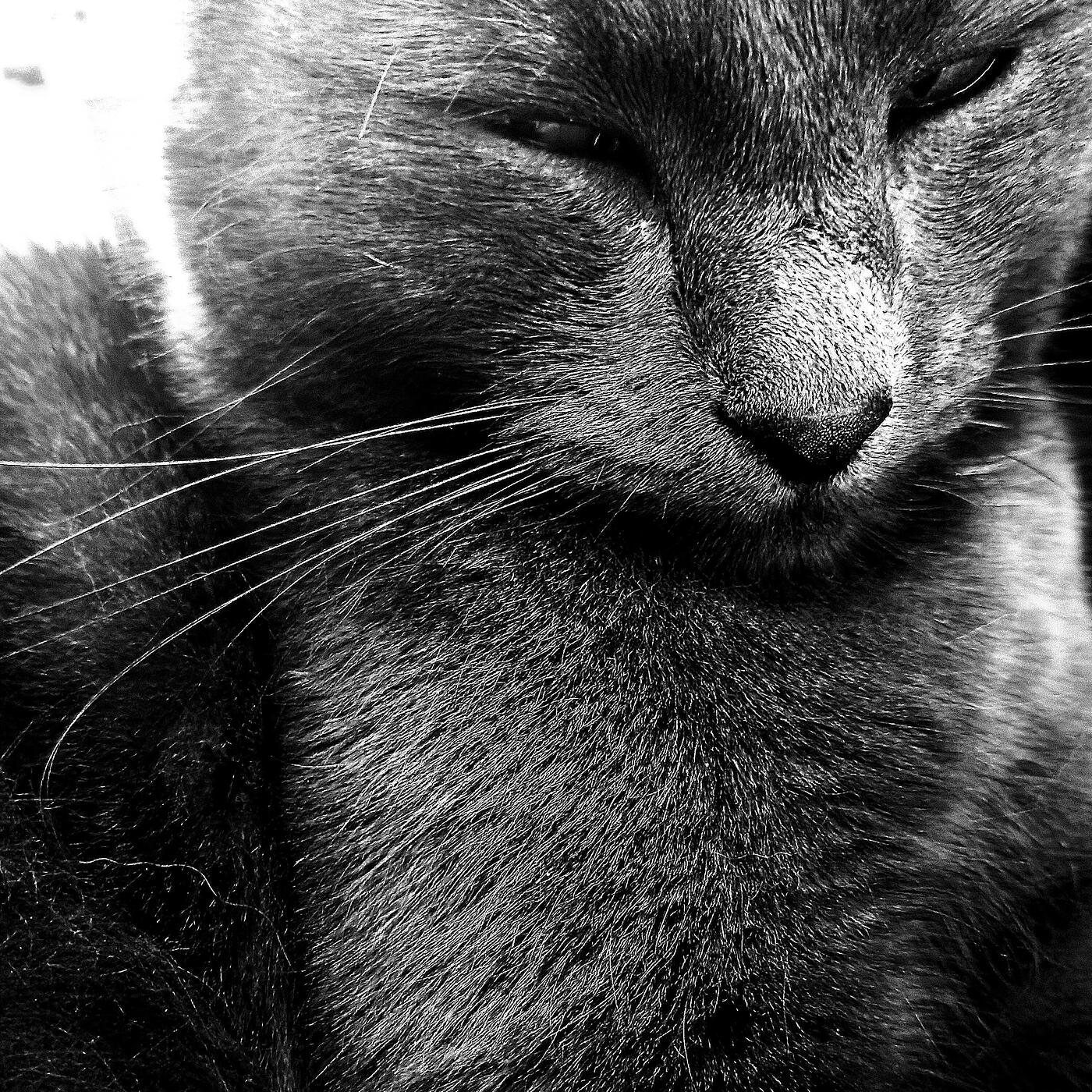 Релиз Panthera