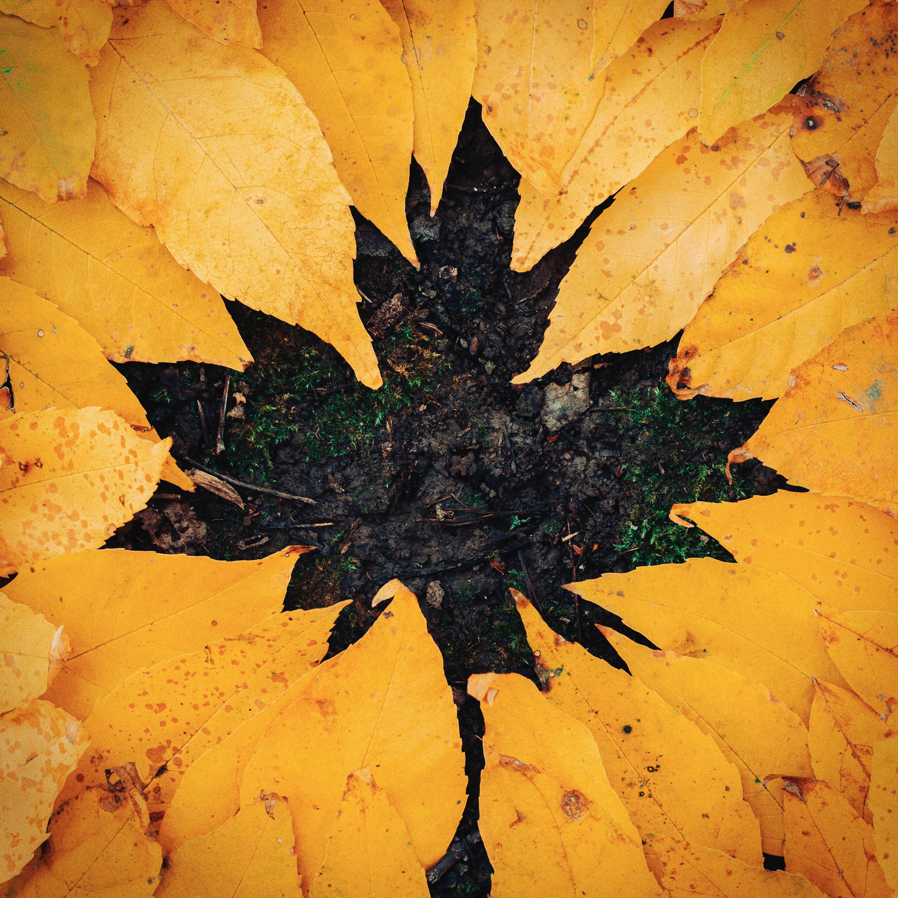 Релиз Autumn Leaves