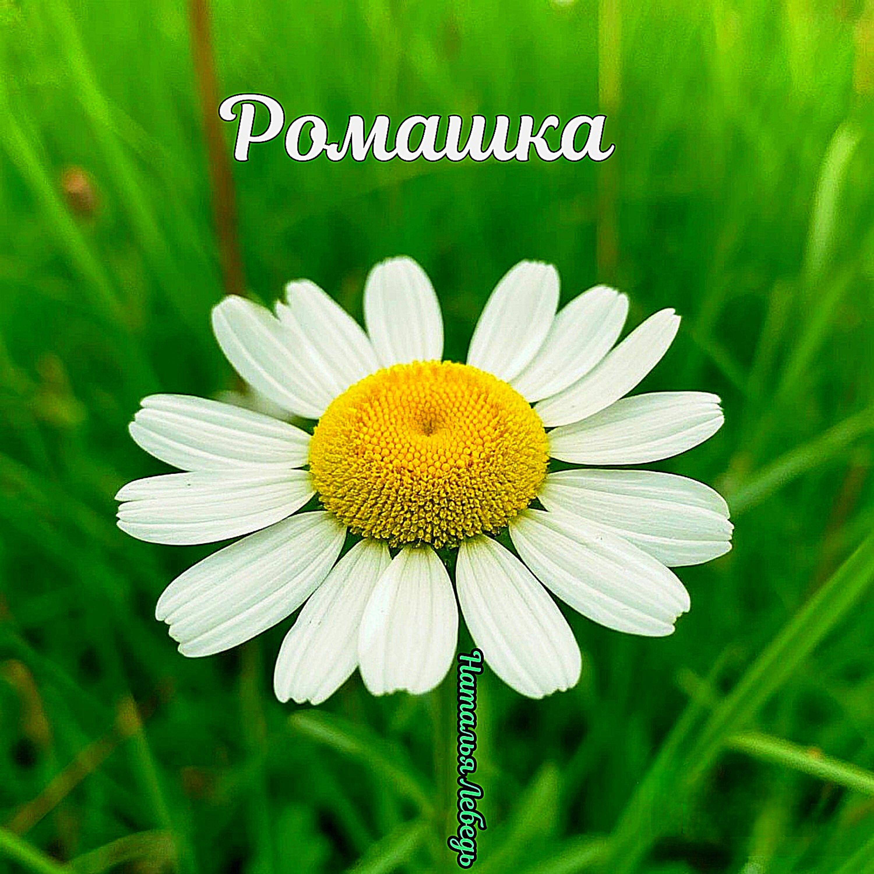 Релиз Ромашка