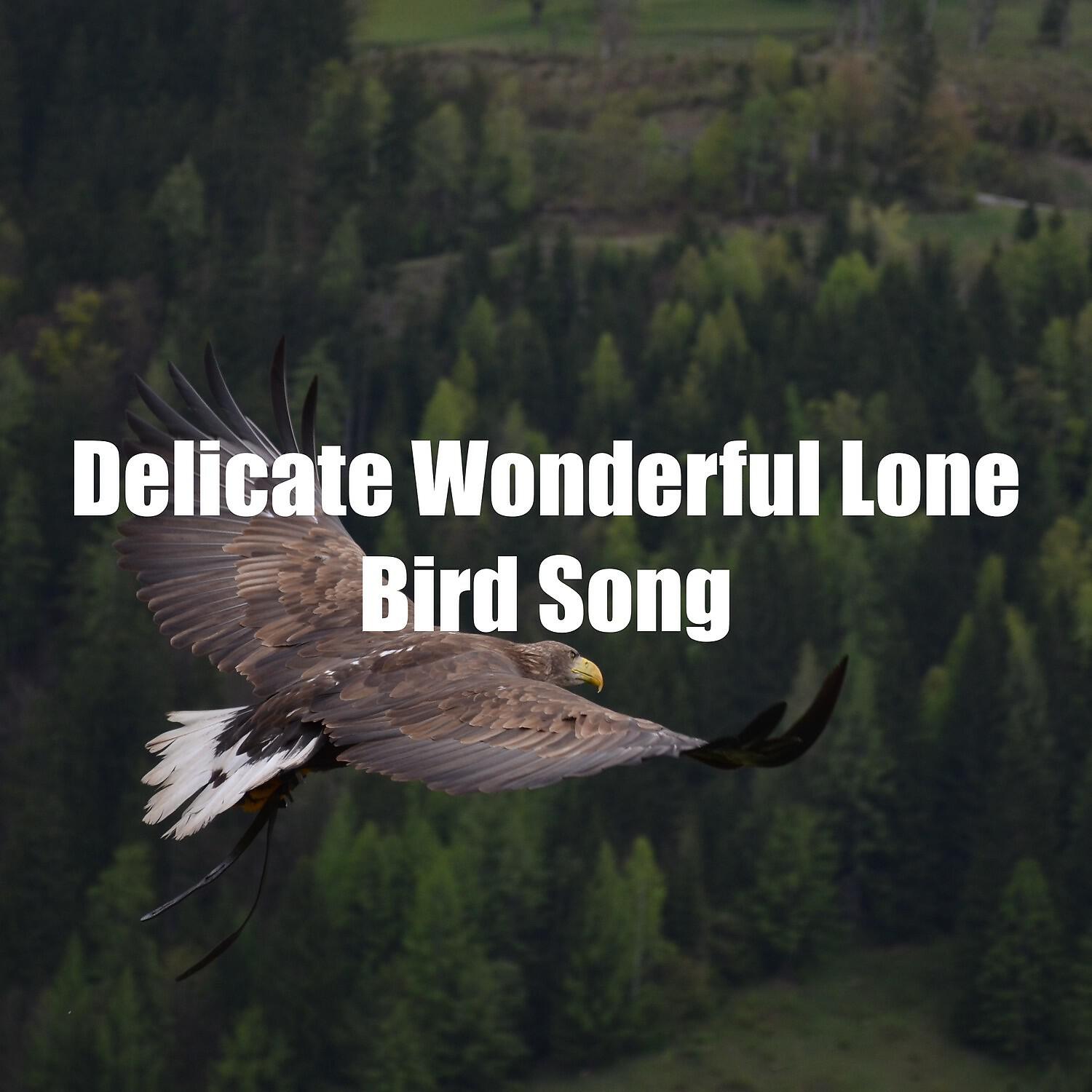 Nature Sounds & Nature Noise
