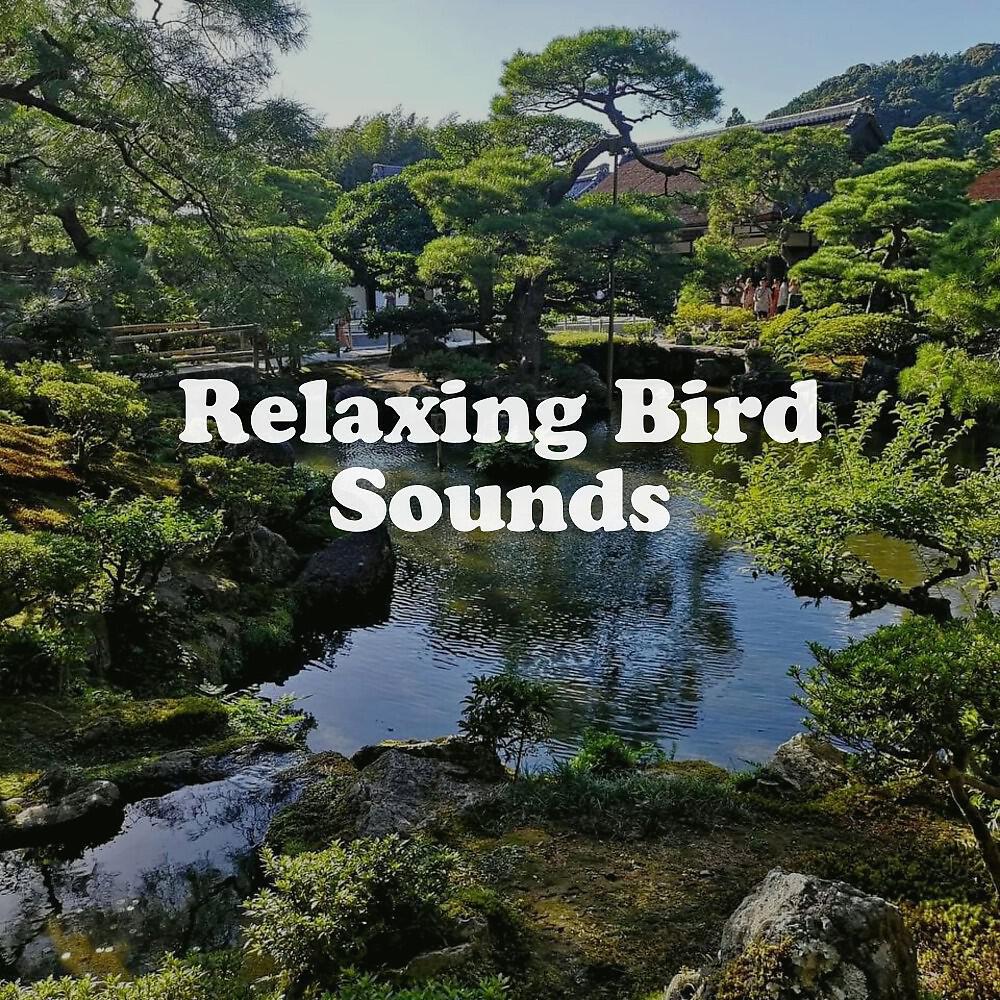 Релиз Relaxing Bird Sounds