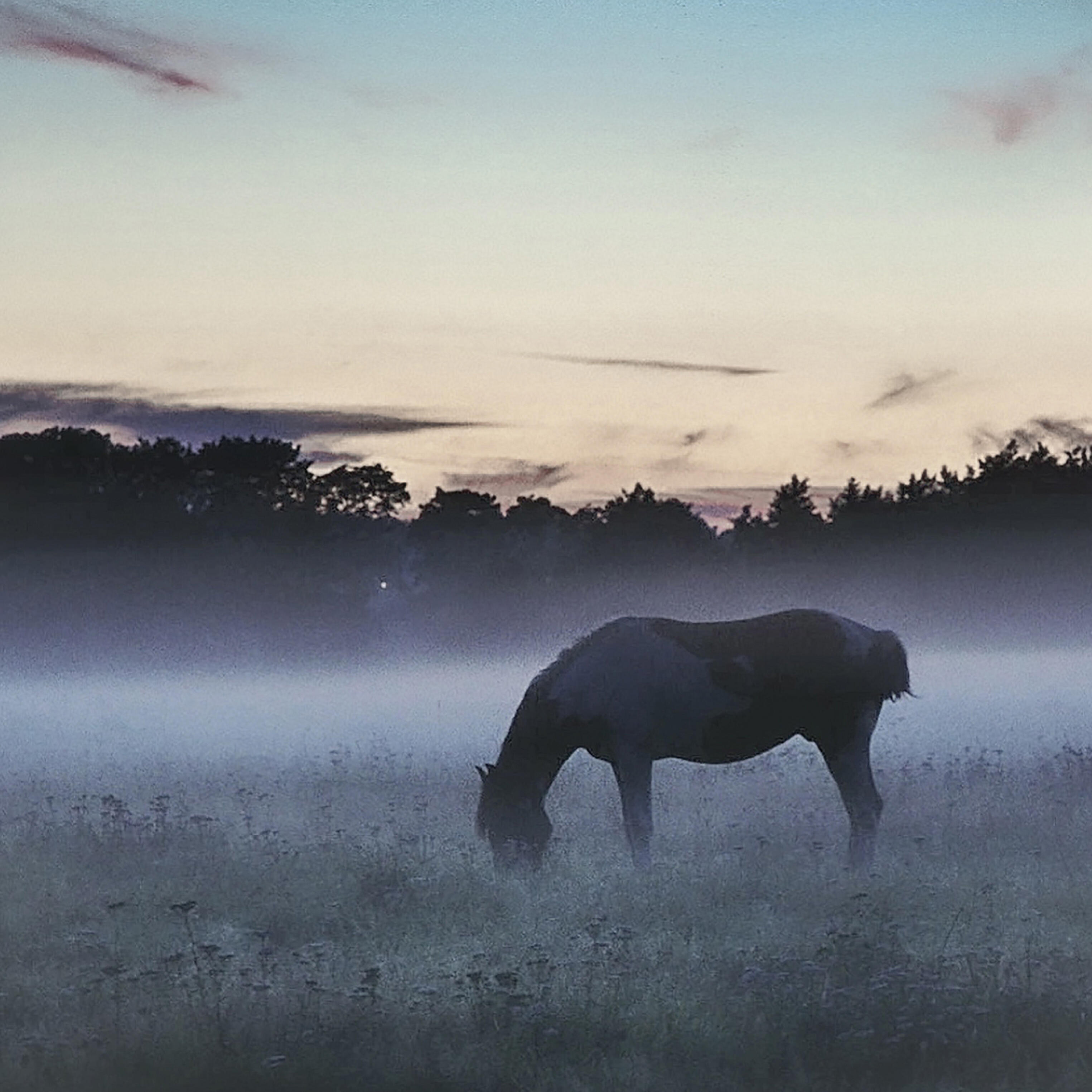 Релиз Сквозь волнистые туманы