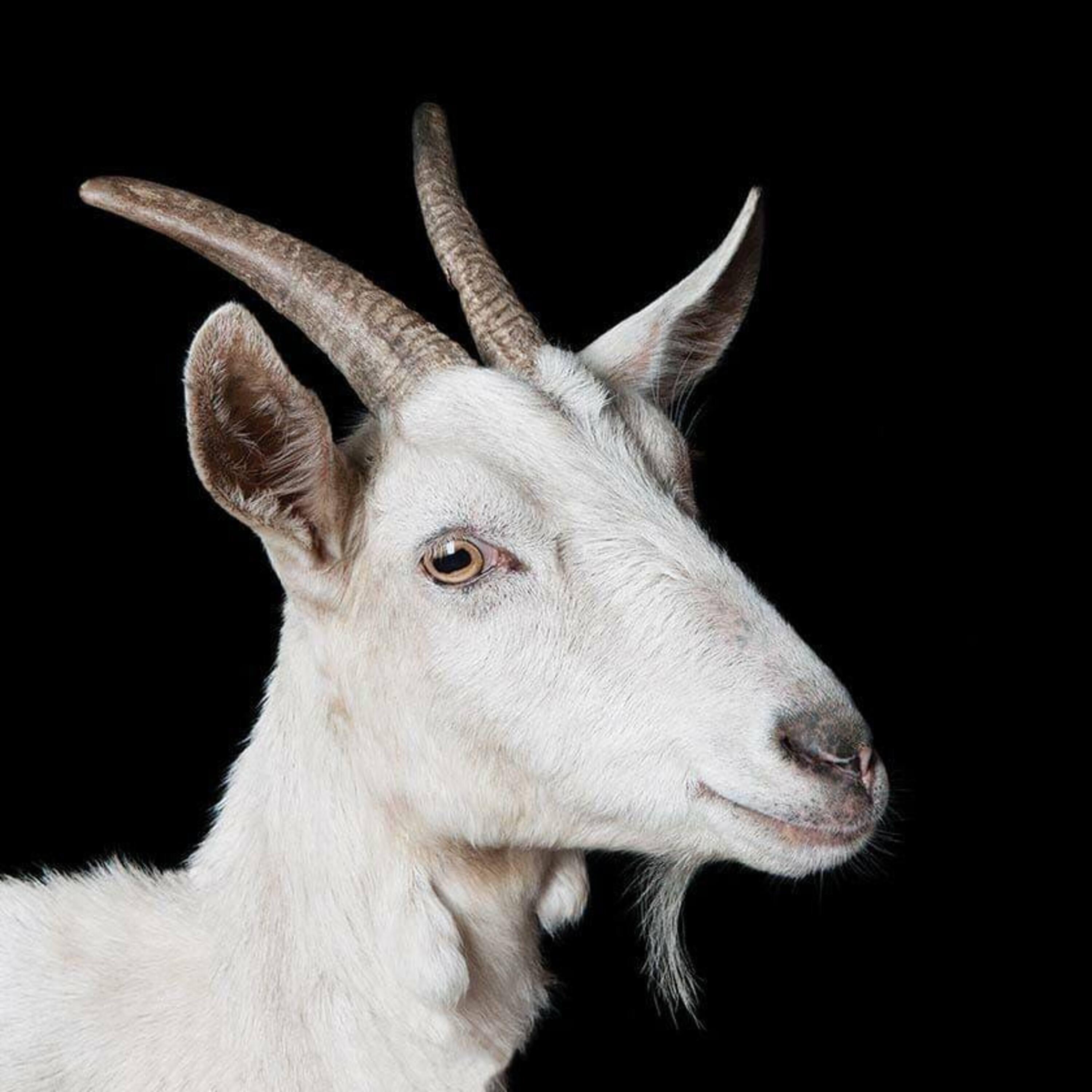 Релиз EP DANGER GOAT