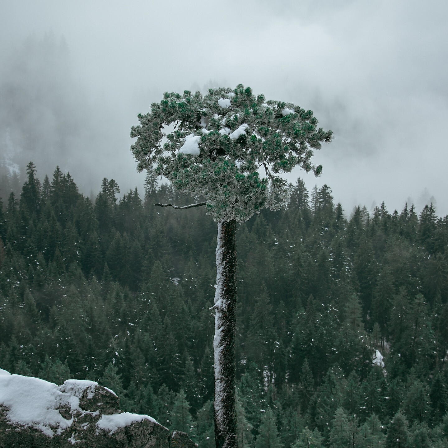 Релиз Pine Trees