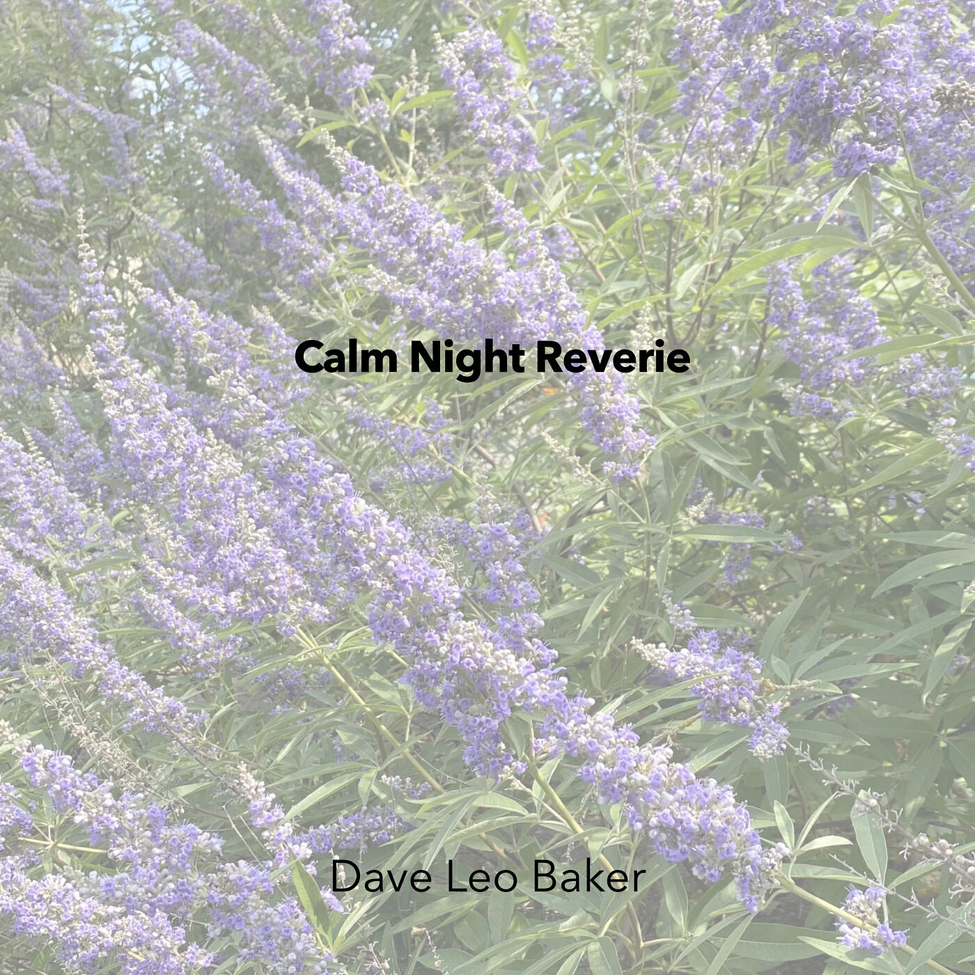 Релиз Calm Night Reverie