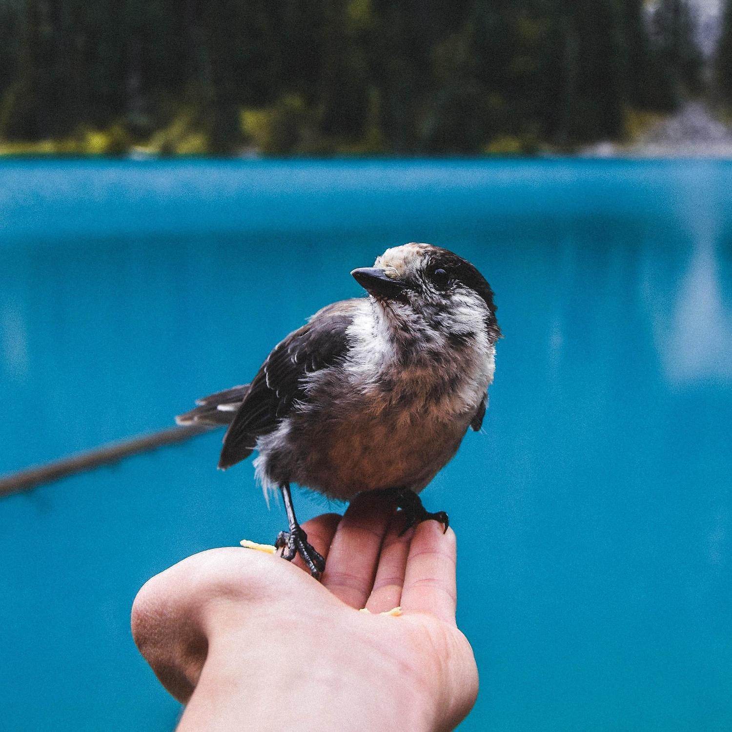 Релиз Refreshing Bird Noises