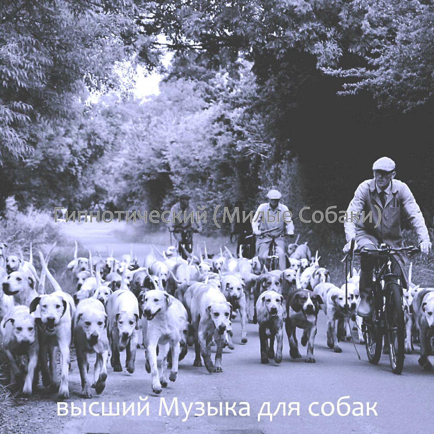 Релиз Гипнотический (Милые Собаки)