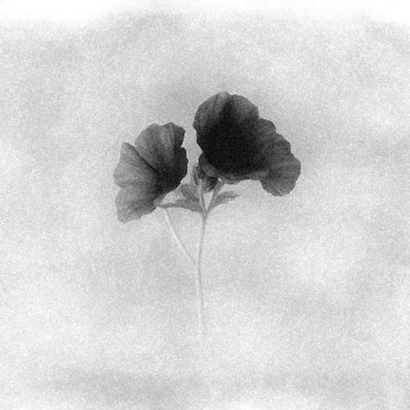 Релиз Satanflower