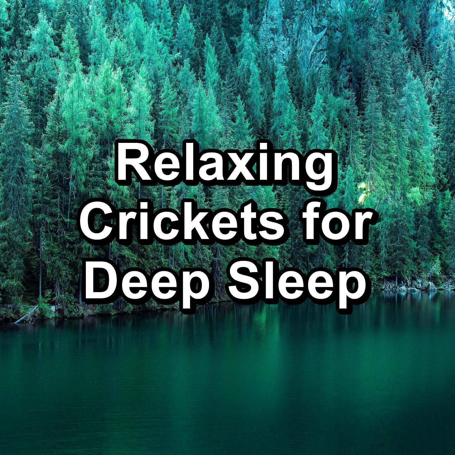 Релиз Relaxing Crickets for Deep Sleep