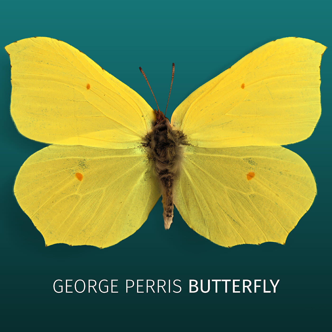 Релиз Butterfly