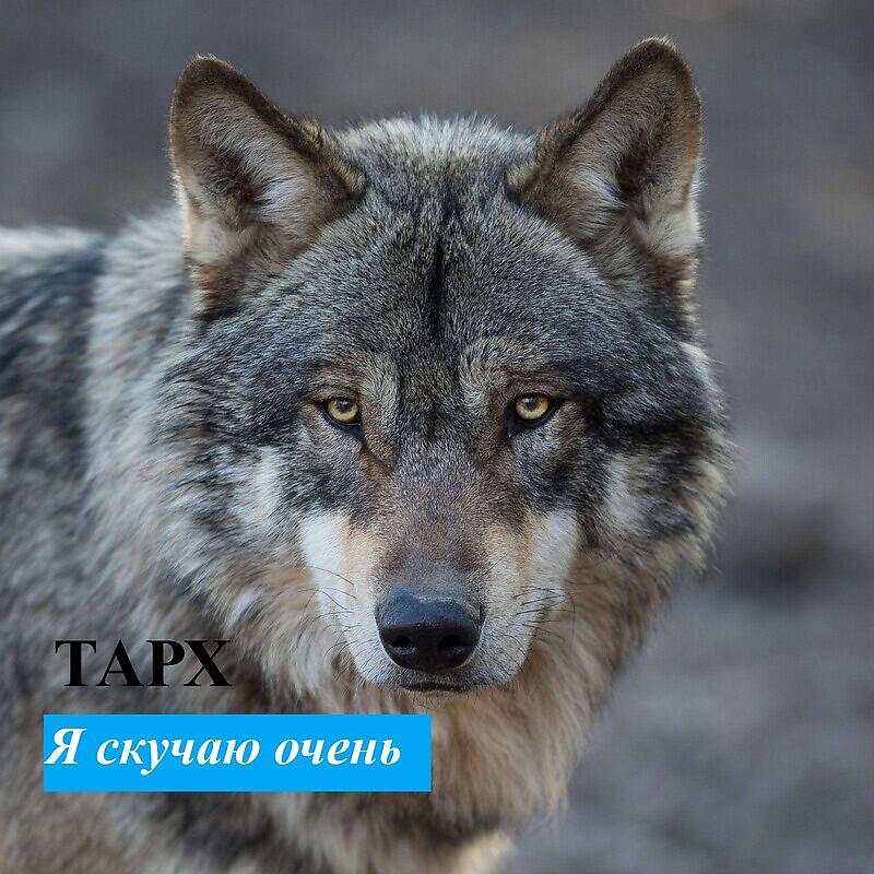 Постер альбома Я скучаю очень