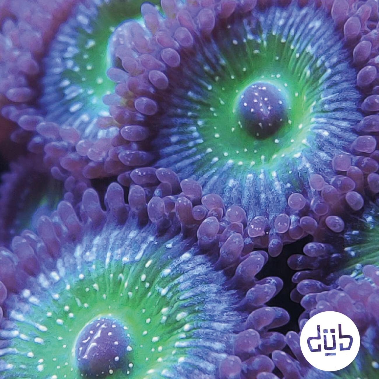 Релиз Coral