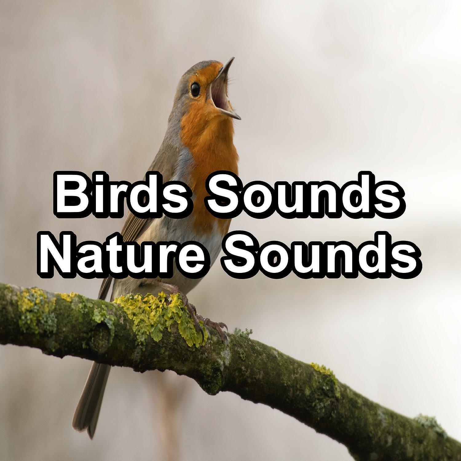 Релиз Birds Sounds Nature Sounds
