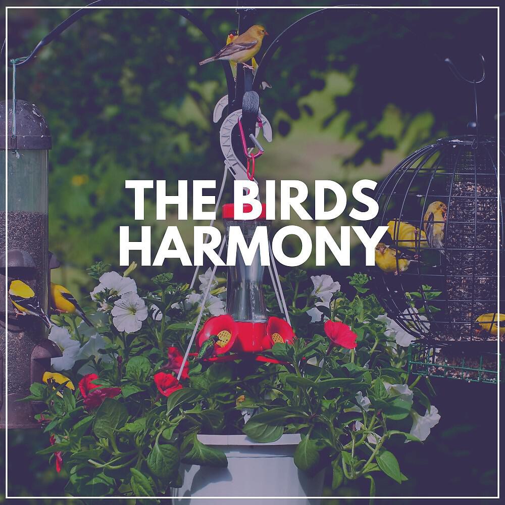 Релиз The Birds Harmony