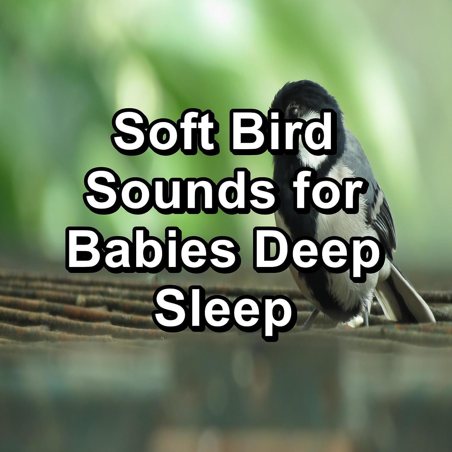 Релиз Soft Bird Sounds for Babies Deep Sleep