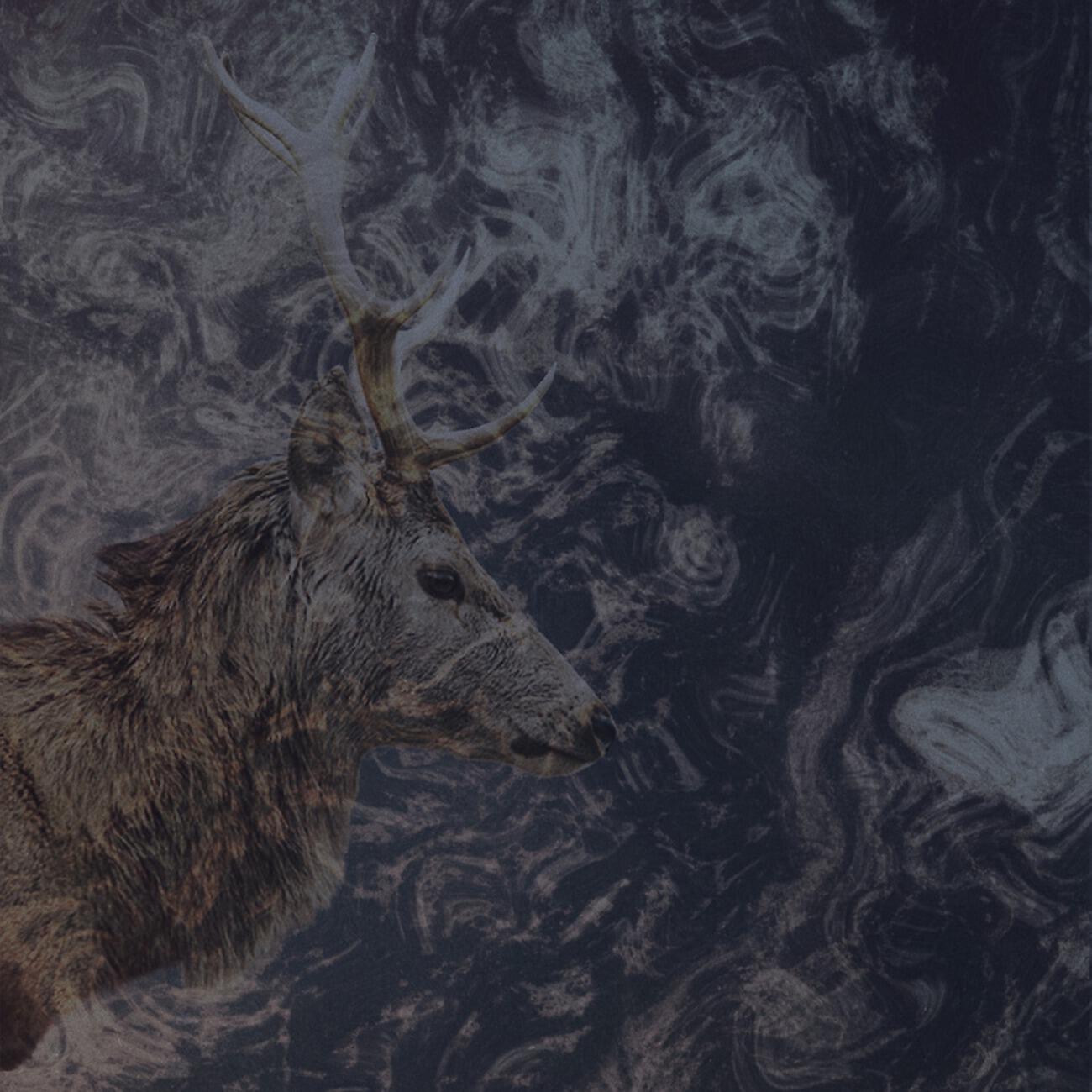 Постер альбома Lost In Taiga
