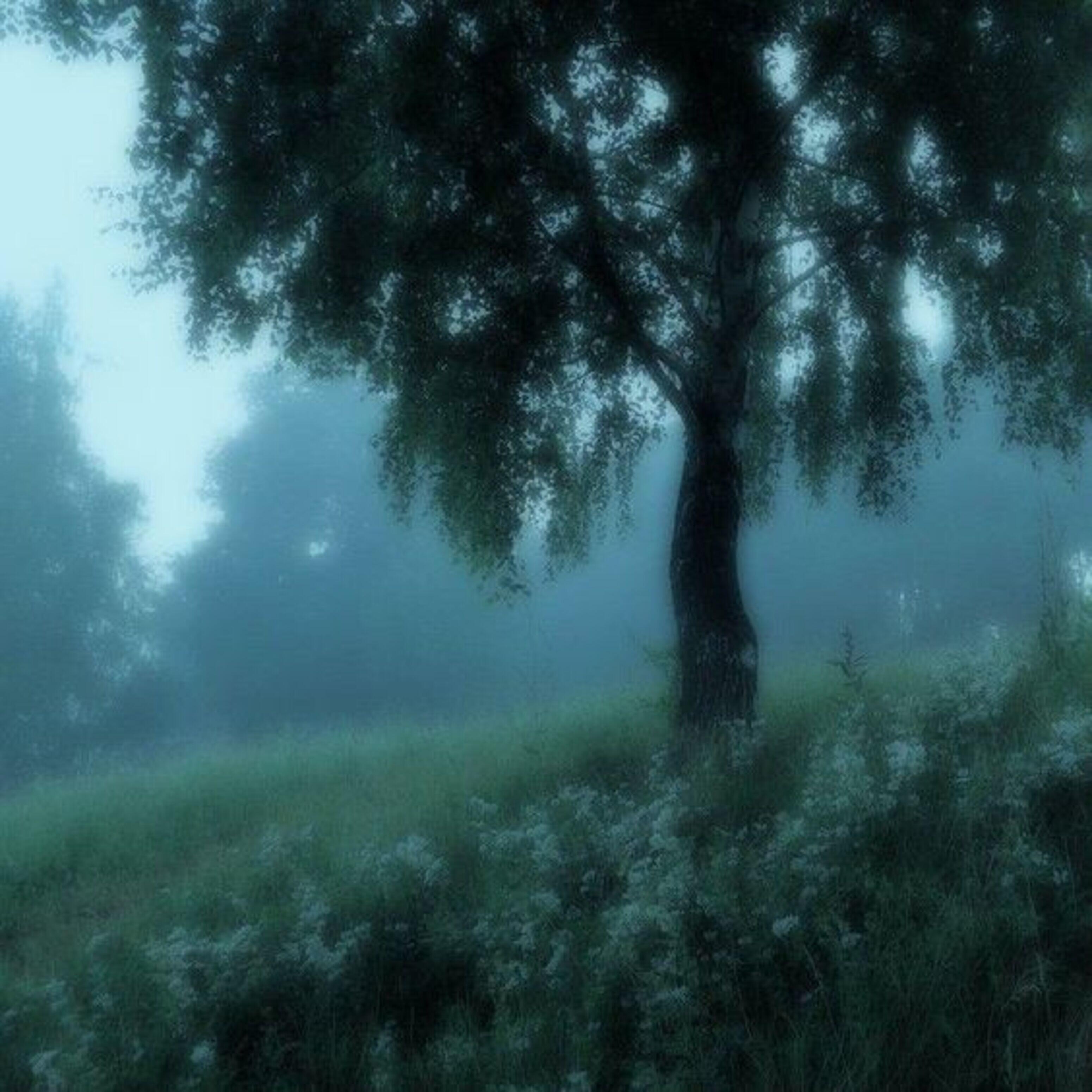 Релиз Jungle O Prirode