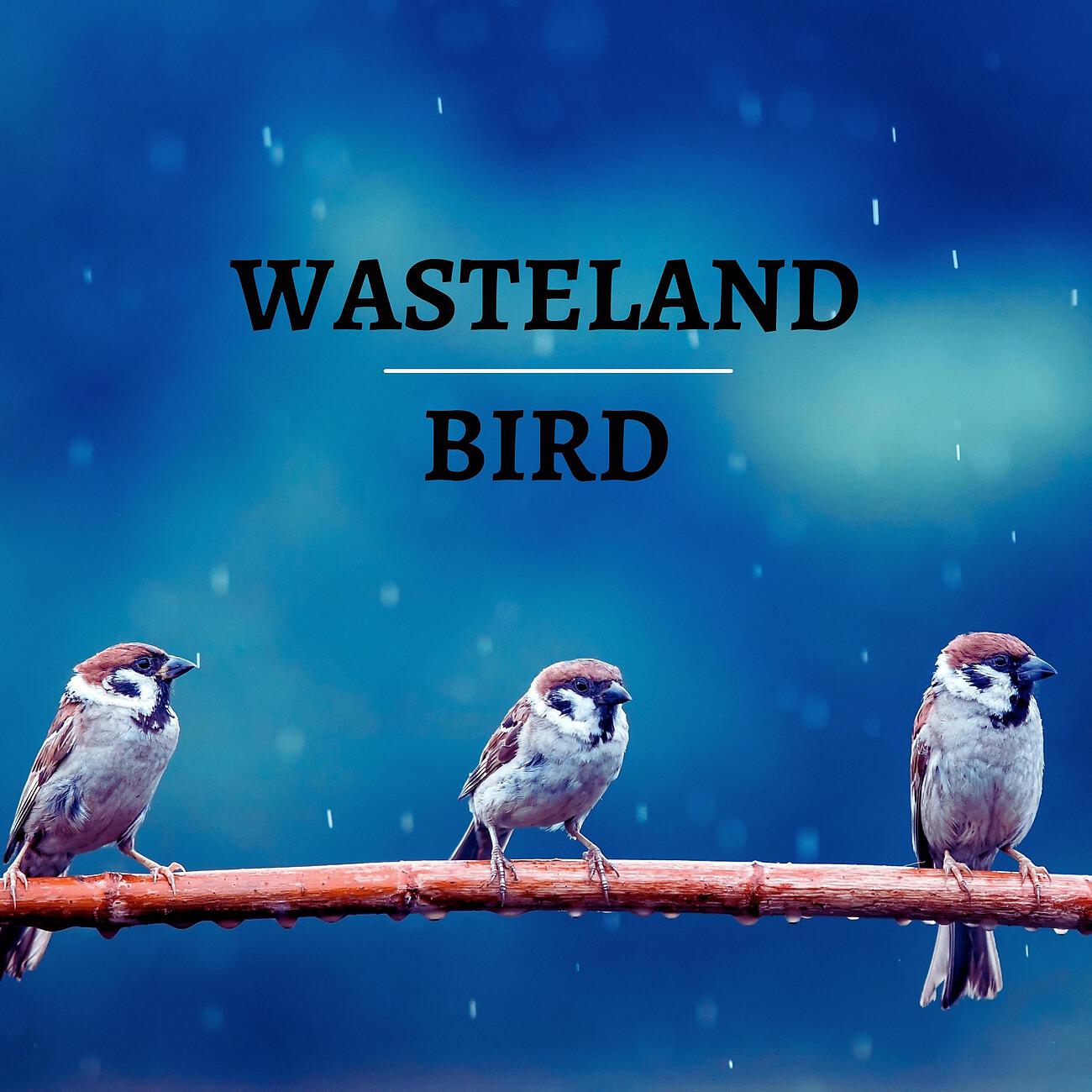 Релиз Wasteland Bird
