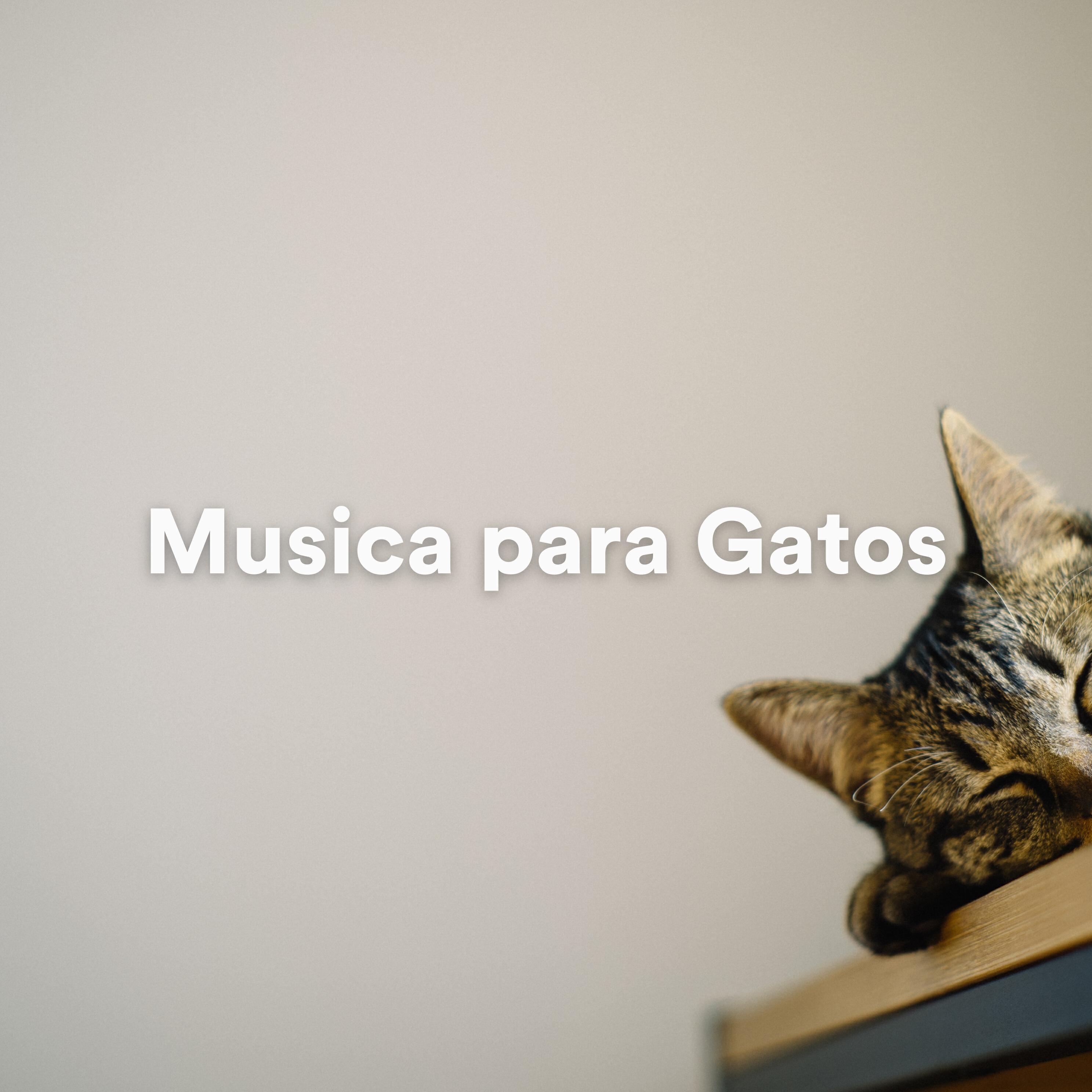 Релиз Musica para Gatos