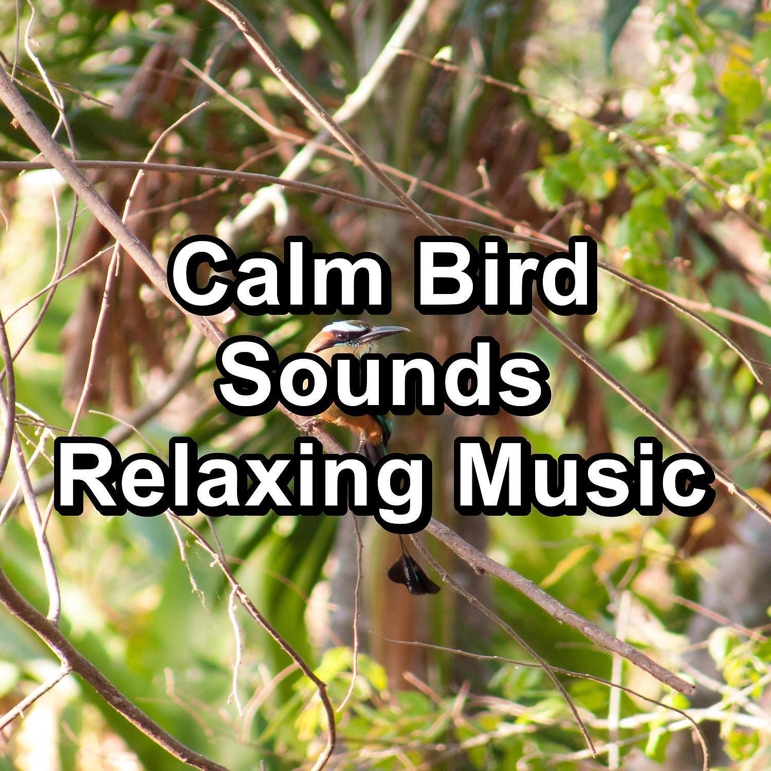 Релиз Calm Bird Sounds Relaxing Music