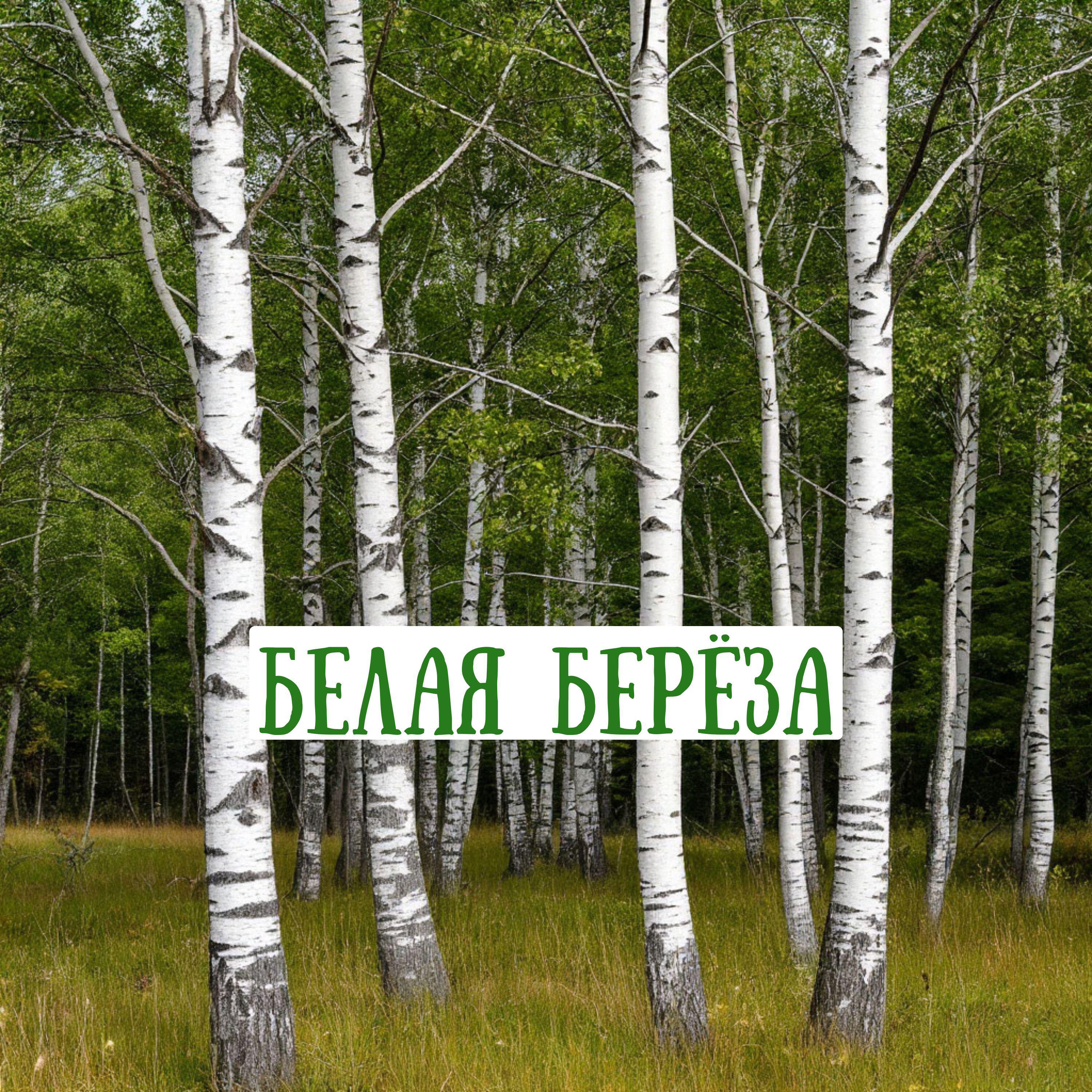 Релиз Белая береза