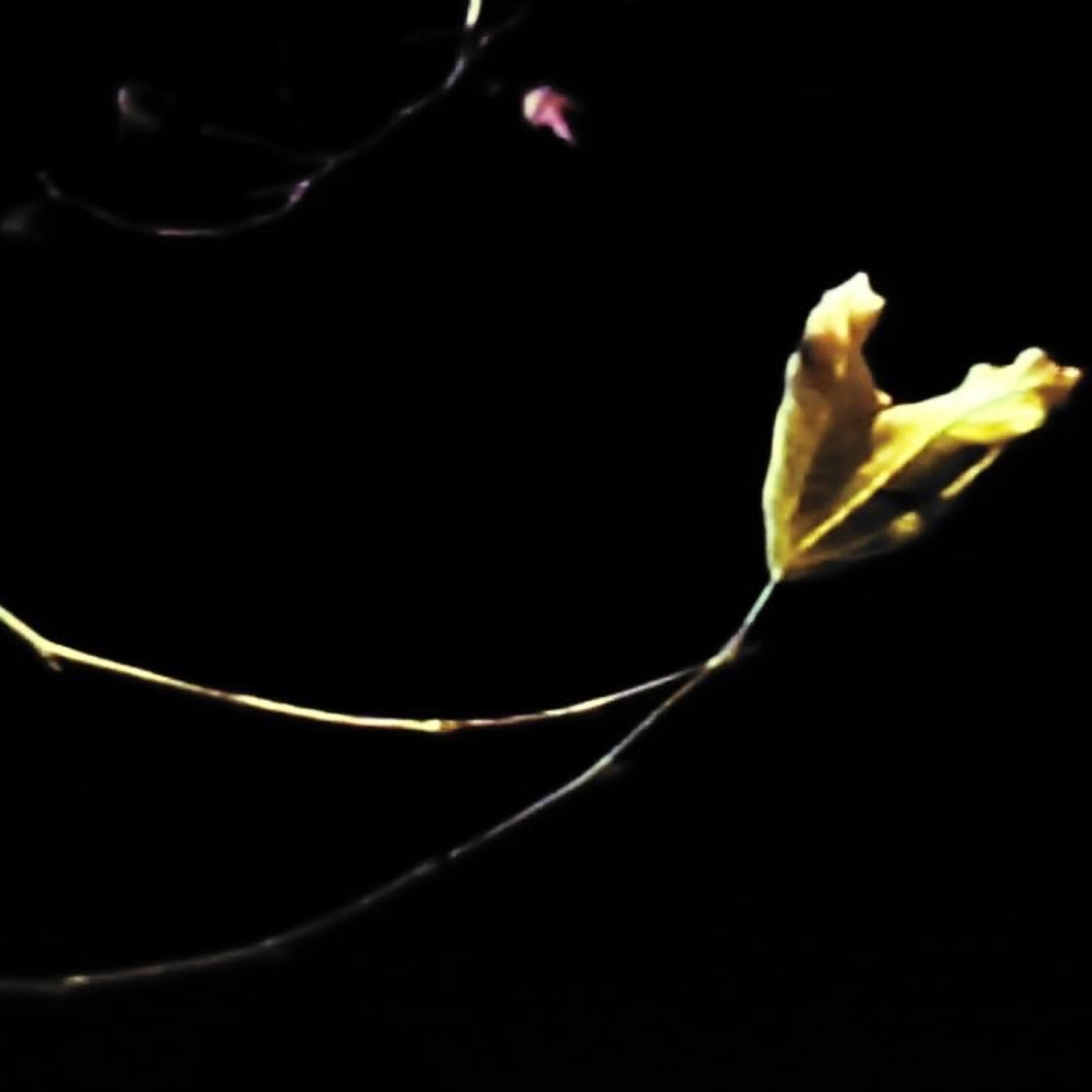 Релиз lilies