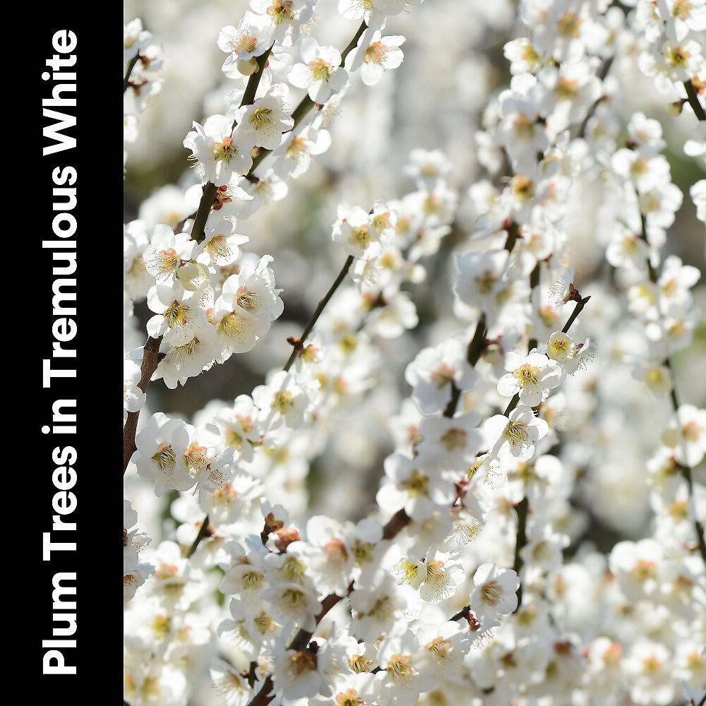 Релиз Plum Trees in Tremulous White