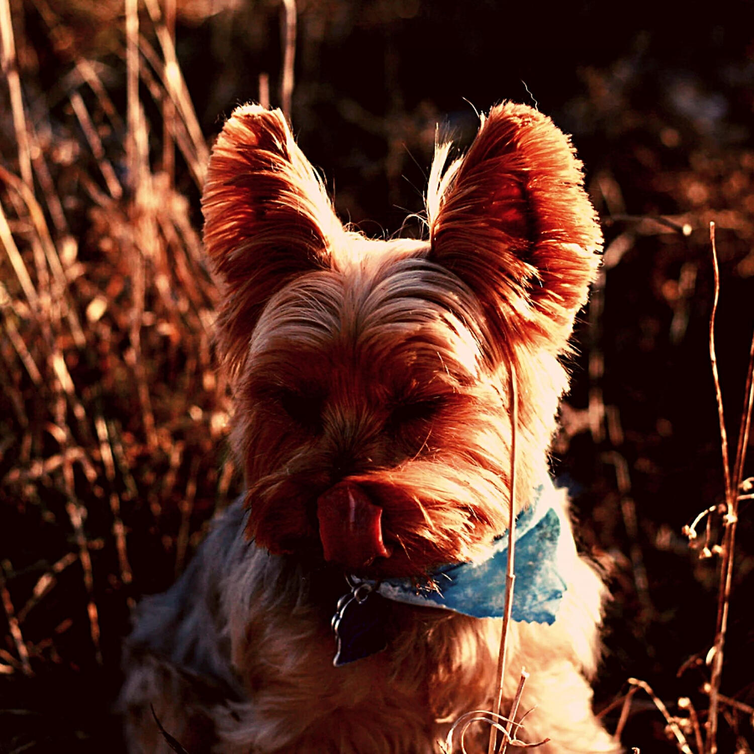 Релиз Simple Jazz Piano - Ambiance for Quiet Dogs