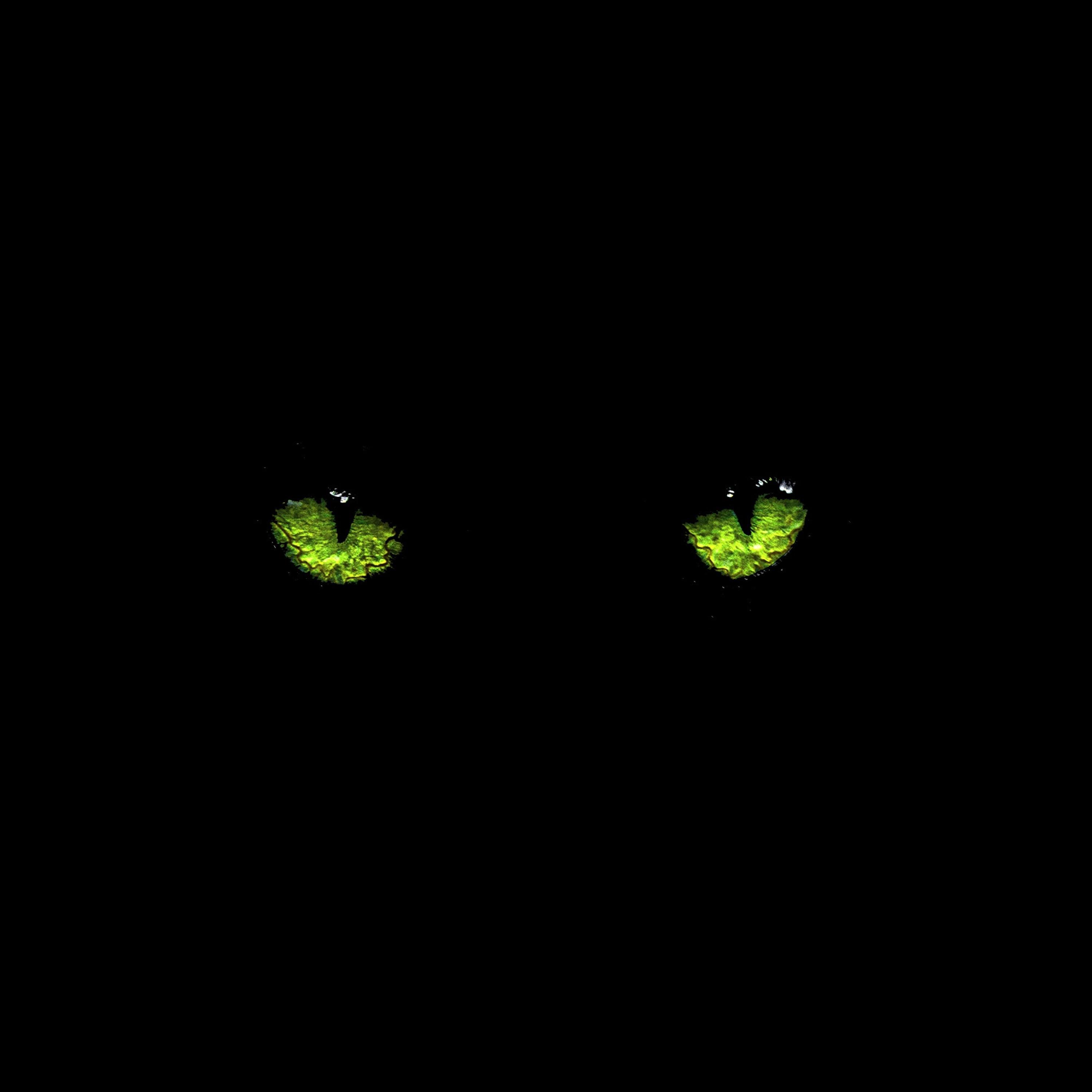 Релиз Wildcat