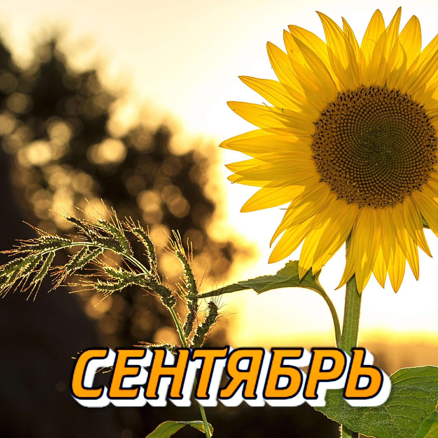 Релиз СЕНТЯБРЬ