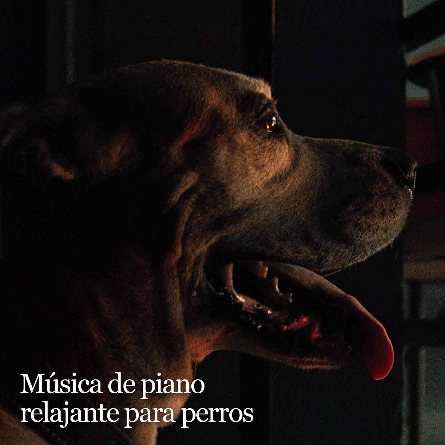 Релиз Música de piano relajante para perros – Terapia de sonido, relajacion profunda, ansiolítico, calma, perro feliz