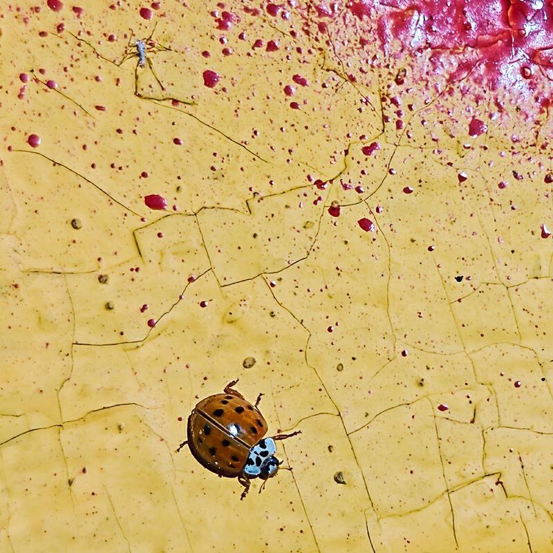 Релиз От весны до весны