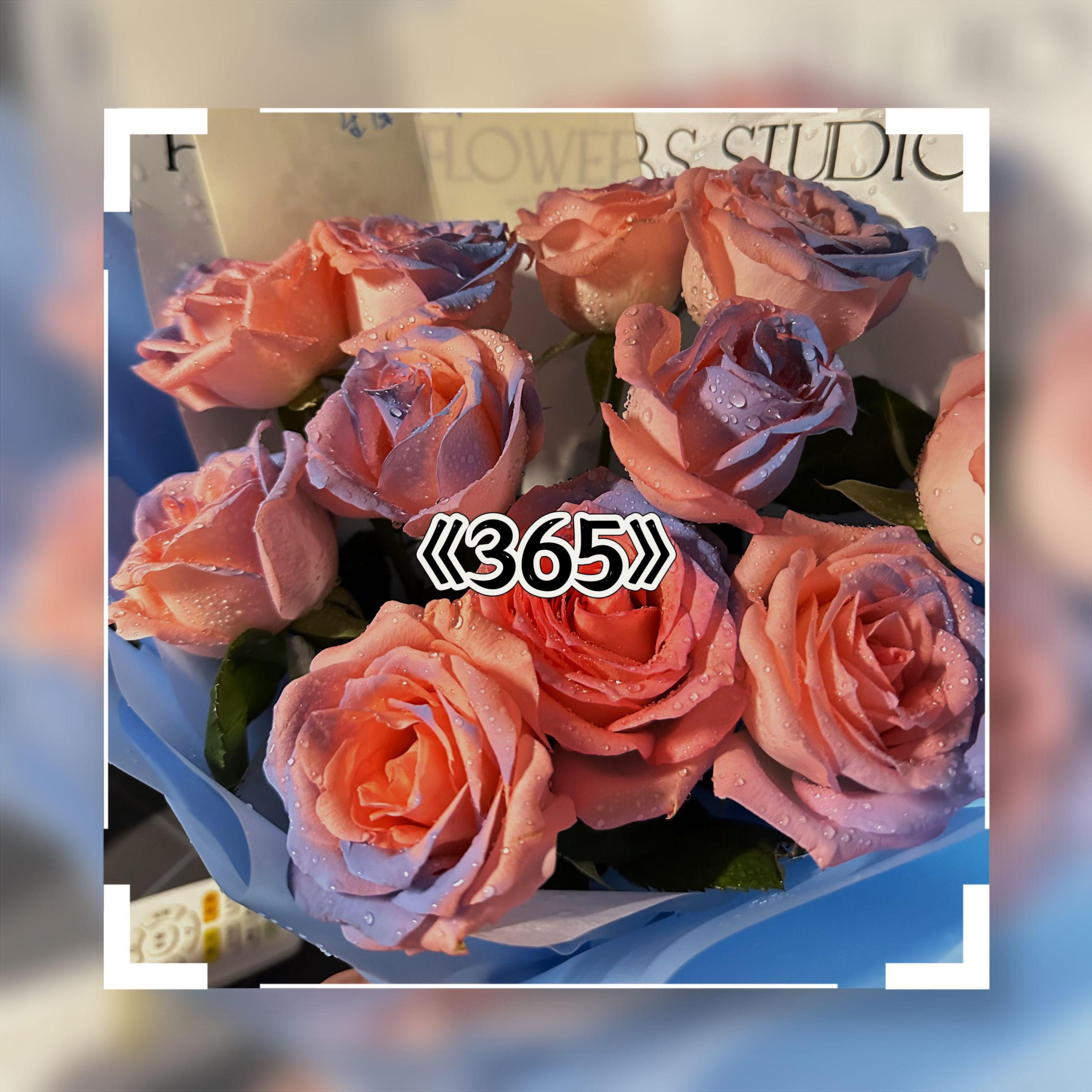 Релиз 365