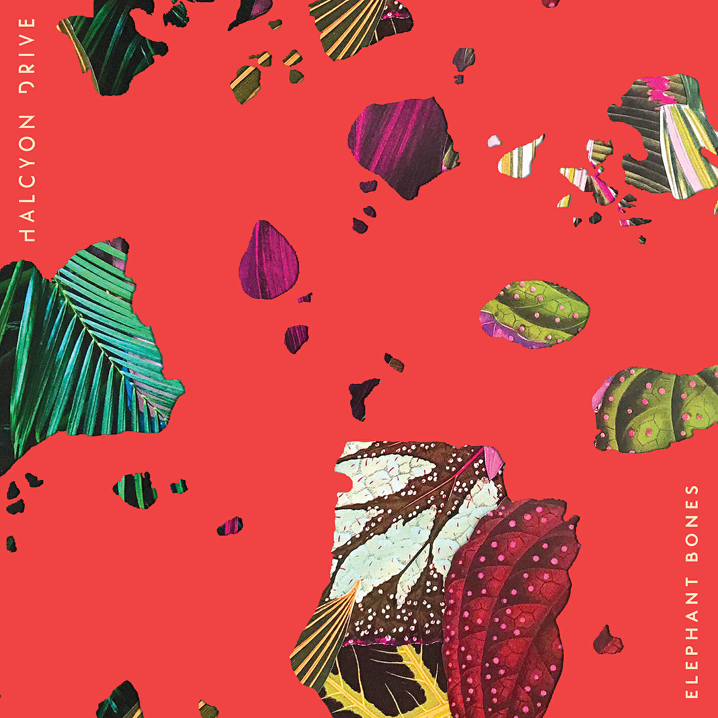 Релиз Elephant Bones