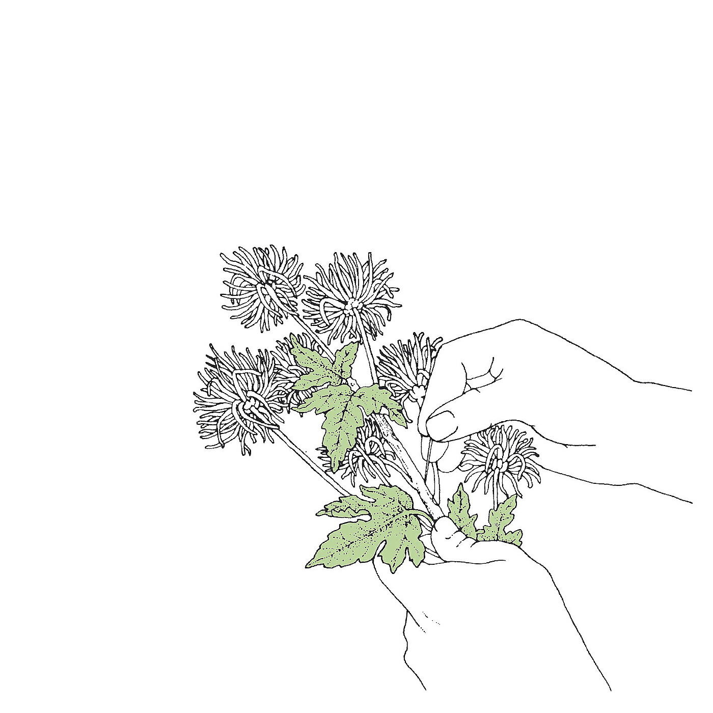 Релиз Sentimentalist