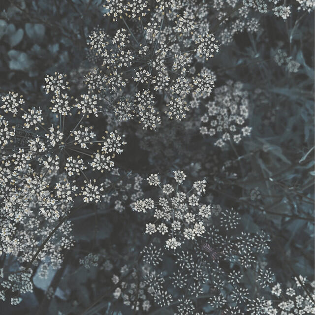 Релиз Distant Tierra