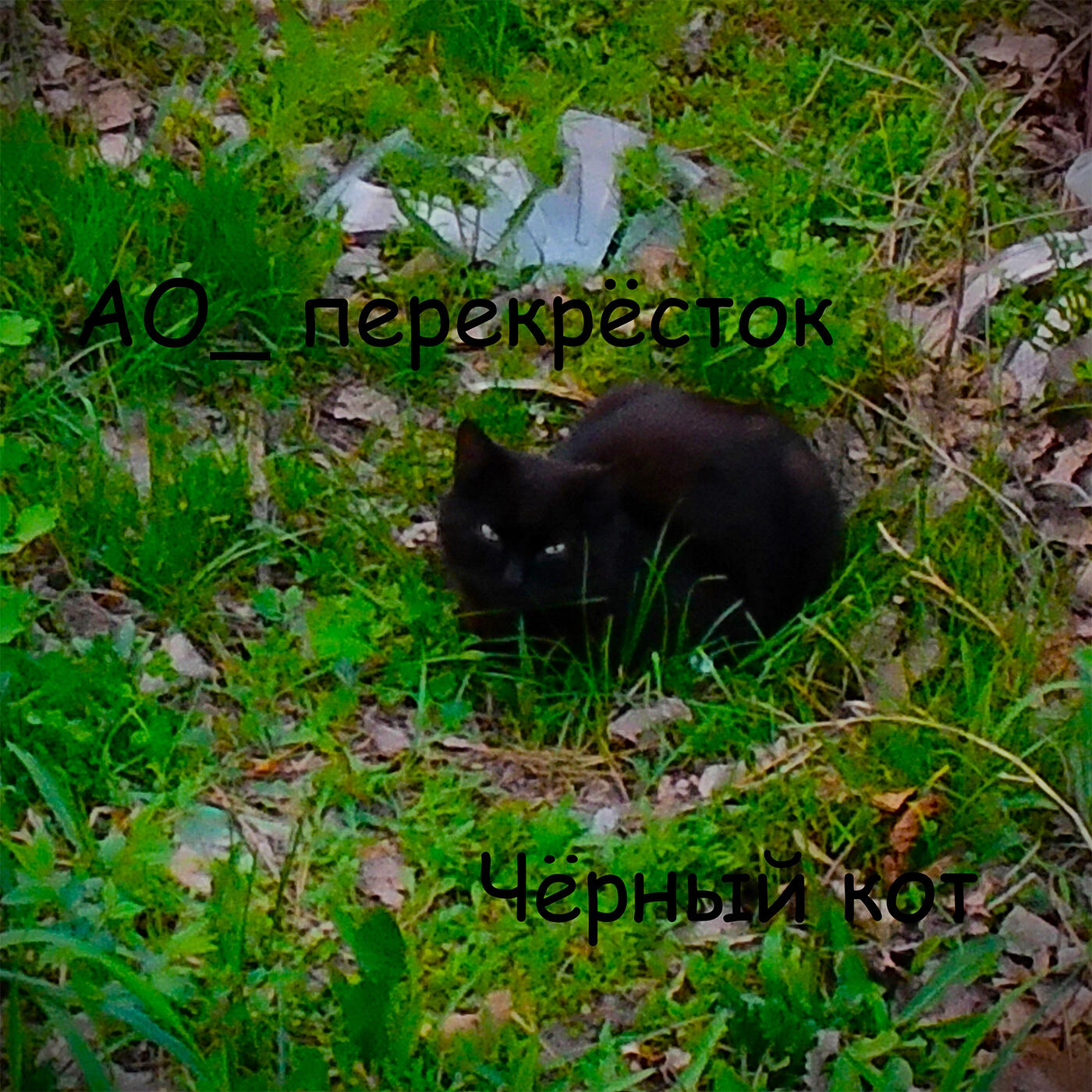 Релиз Чёрный кот