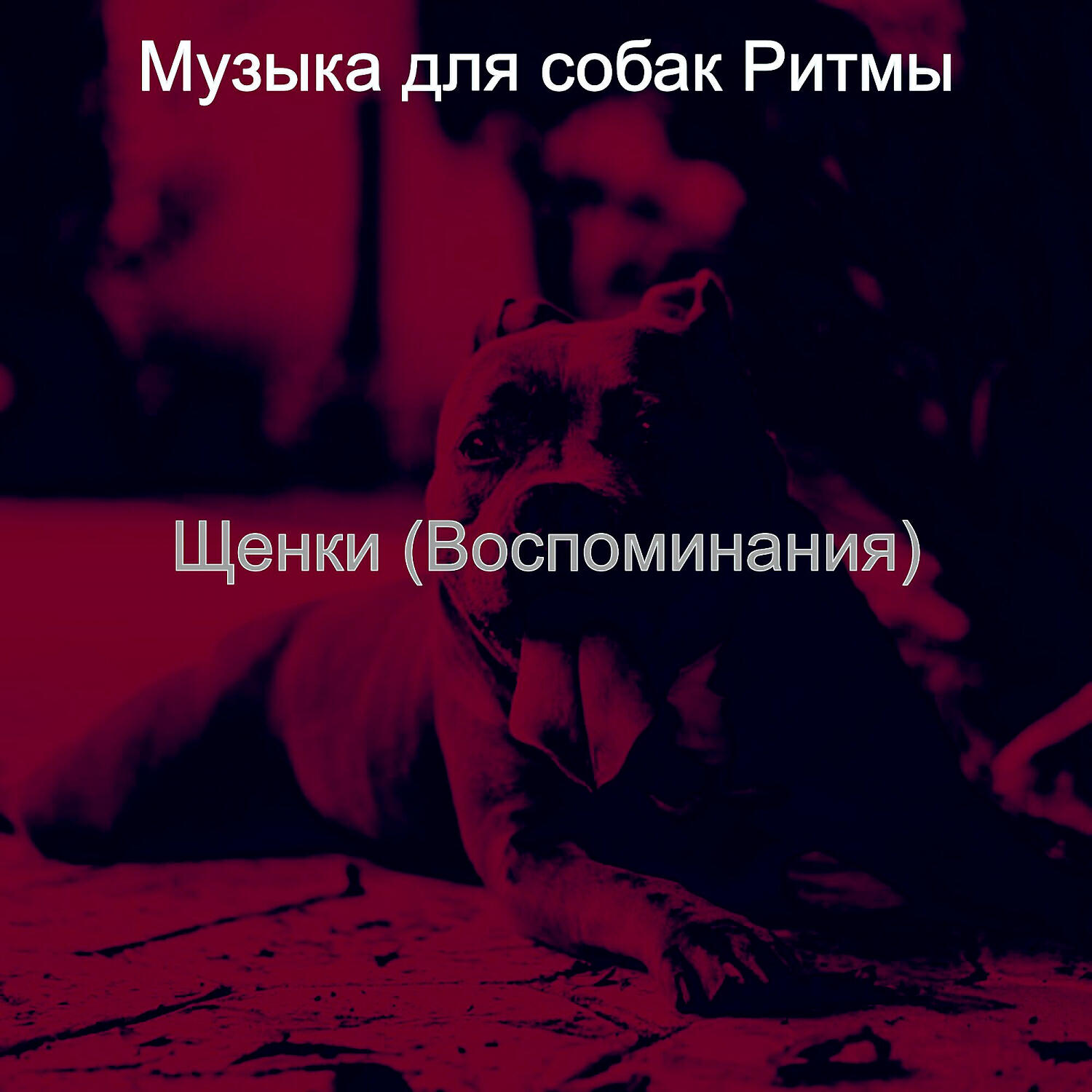Музыка для собак Ритмы
