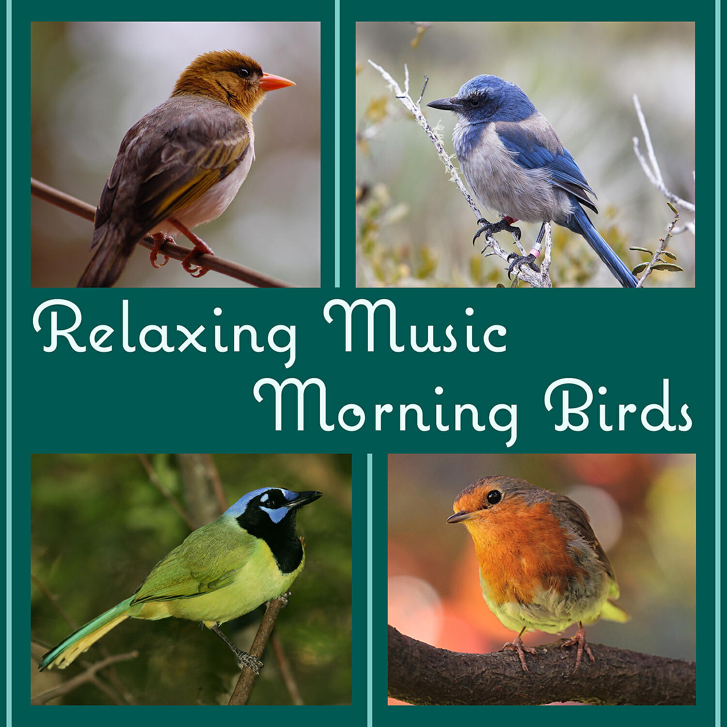 Релиз Relaxing Music: Morning Birds Songs, Peaceful Afternoon in the Forest, Ambient Nature Sounds to Reduce Stress and Well Being