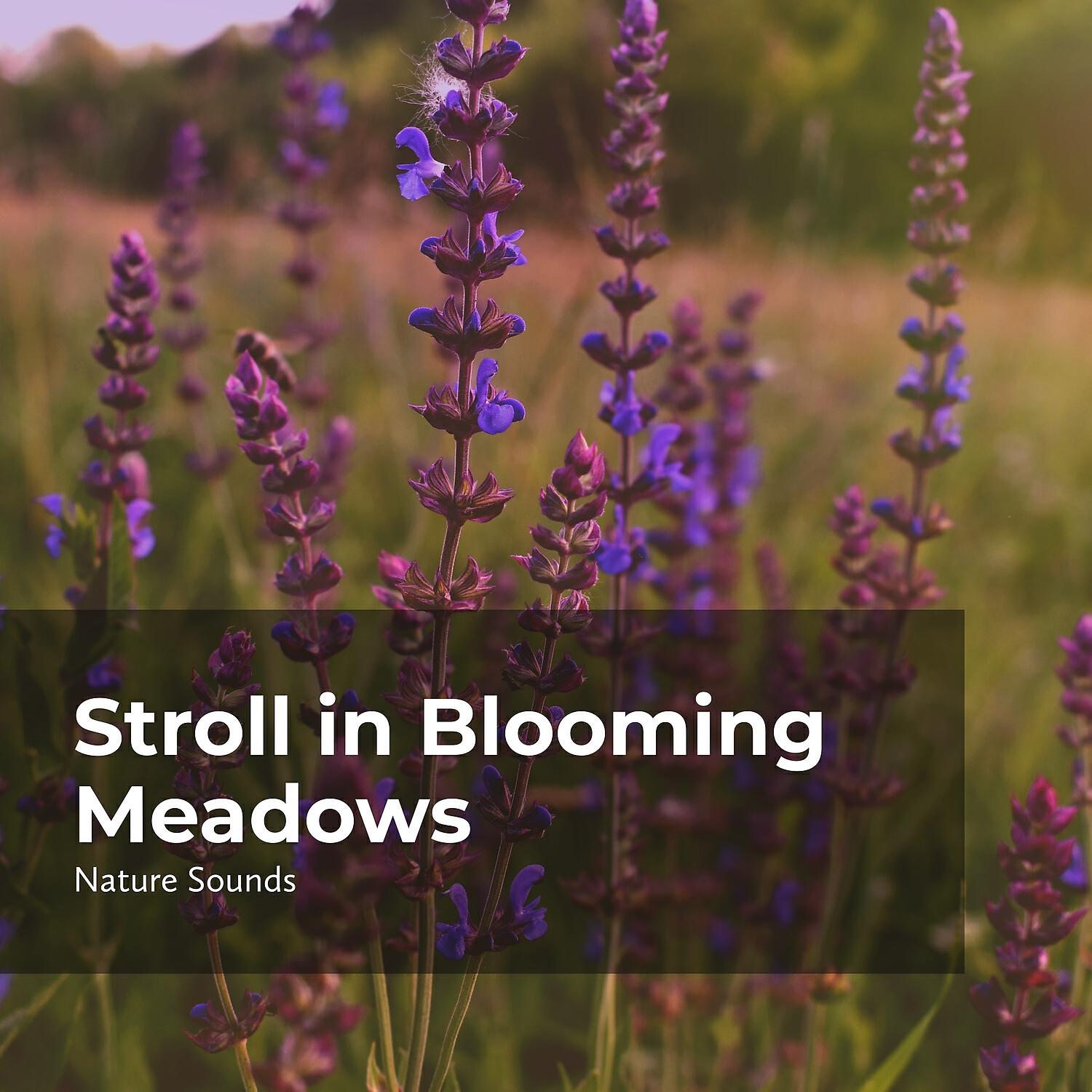 Релиз Stroll in Blooming Meadows