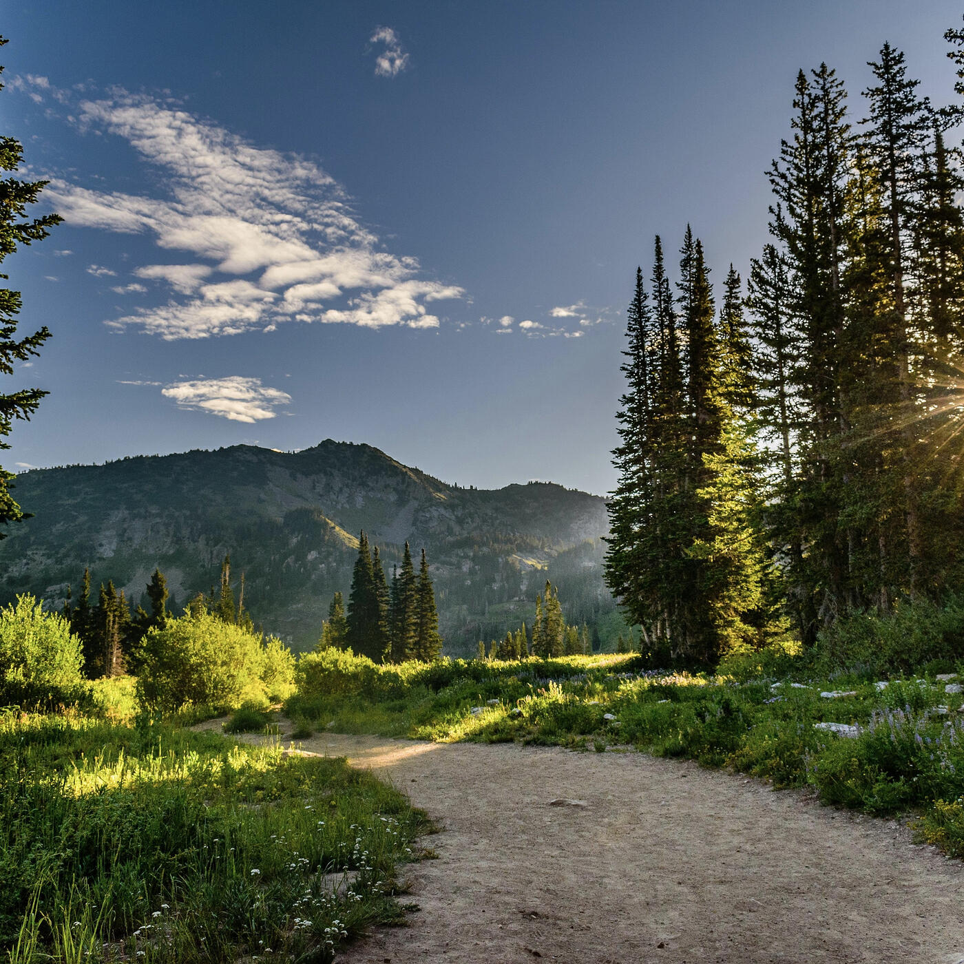 Релиз Forest Path