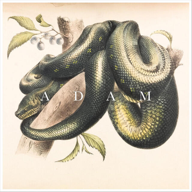 Релиз Adam