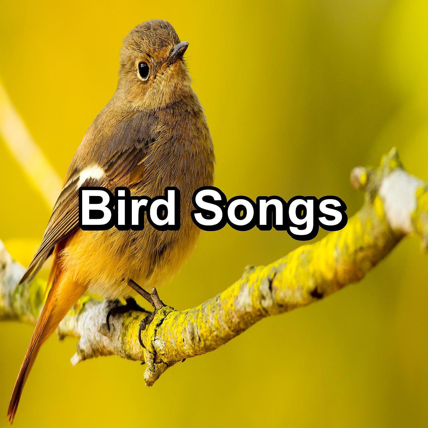 Трек Dreamy Bird Sounds For Studying To Loop for 8 Hours