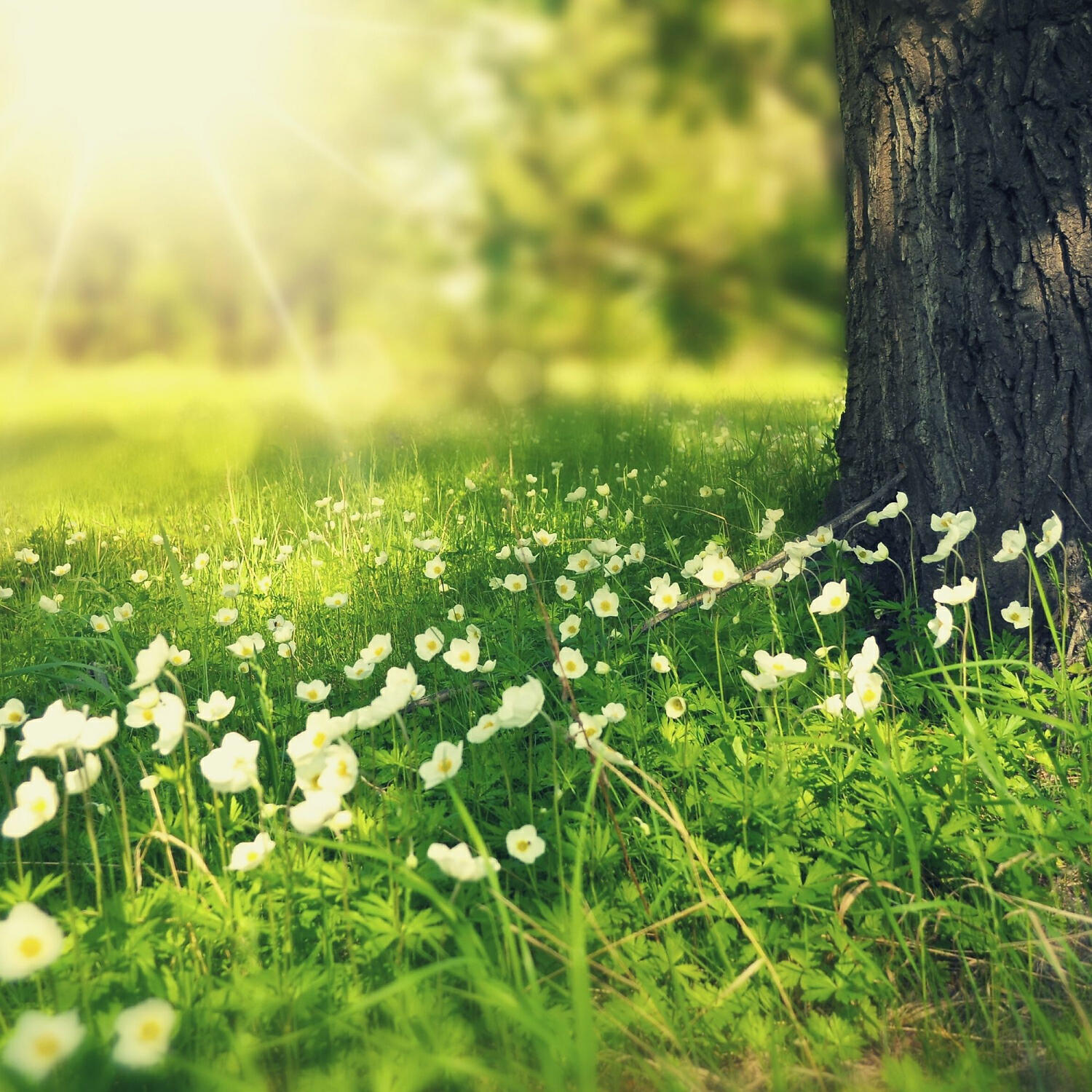 Релиз Fantastic Music for Unwinding - Guitar