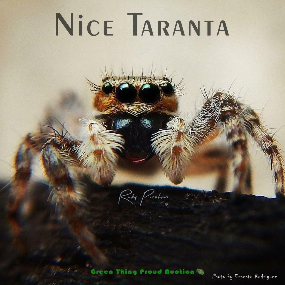 Релиз Nice Taranta