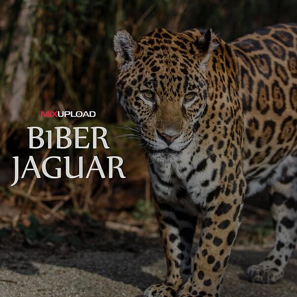Релиз Jaguar
